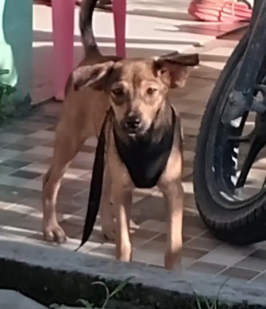 Anak Anjing Mix Doberman