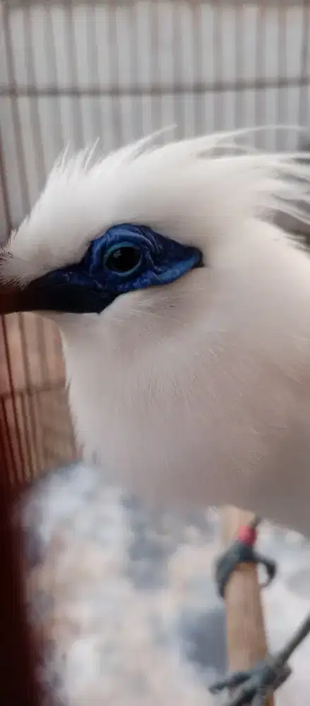 Burung jalak jantan & jinak rajin bunyi