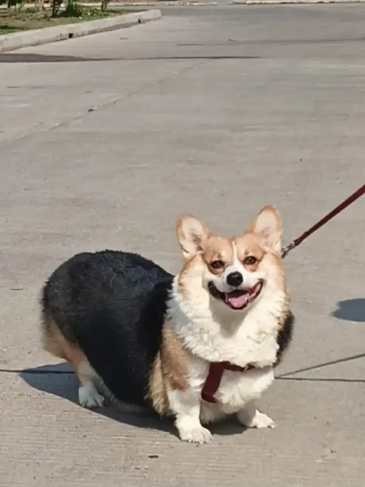 Jual corgi betina