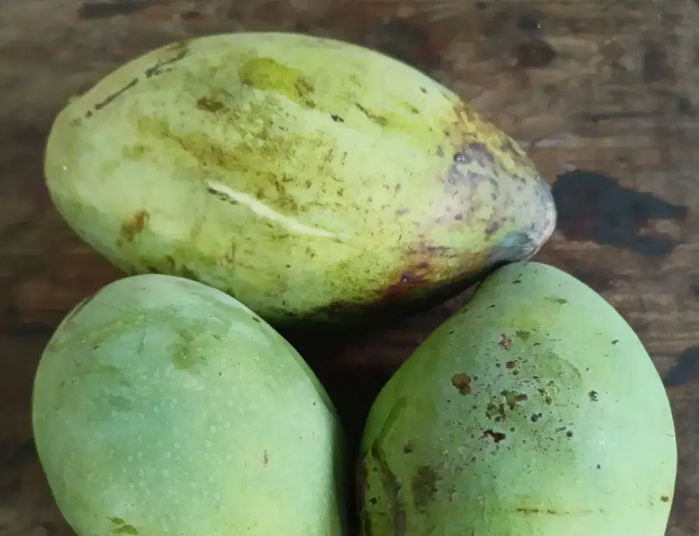 Mangga gadung masak pohon