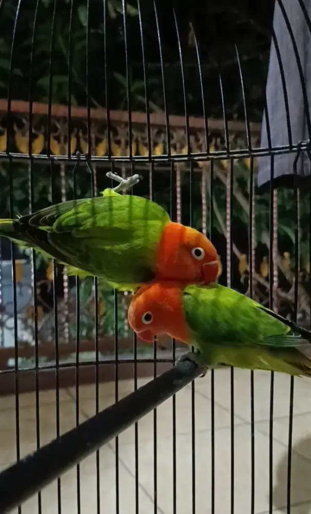 Lovebird Biola Green