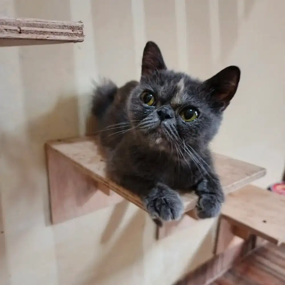 Kucing exotic peaknose betina