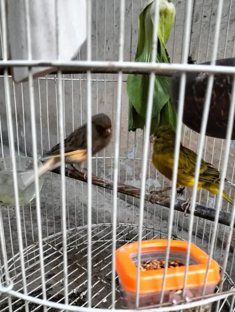 Di jual burung kenari sepasang mau nelor