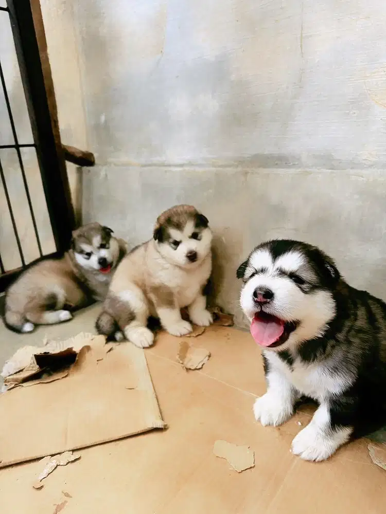 Malamute puppies
