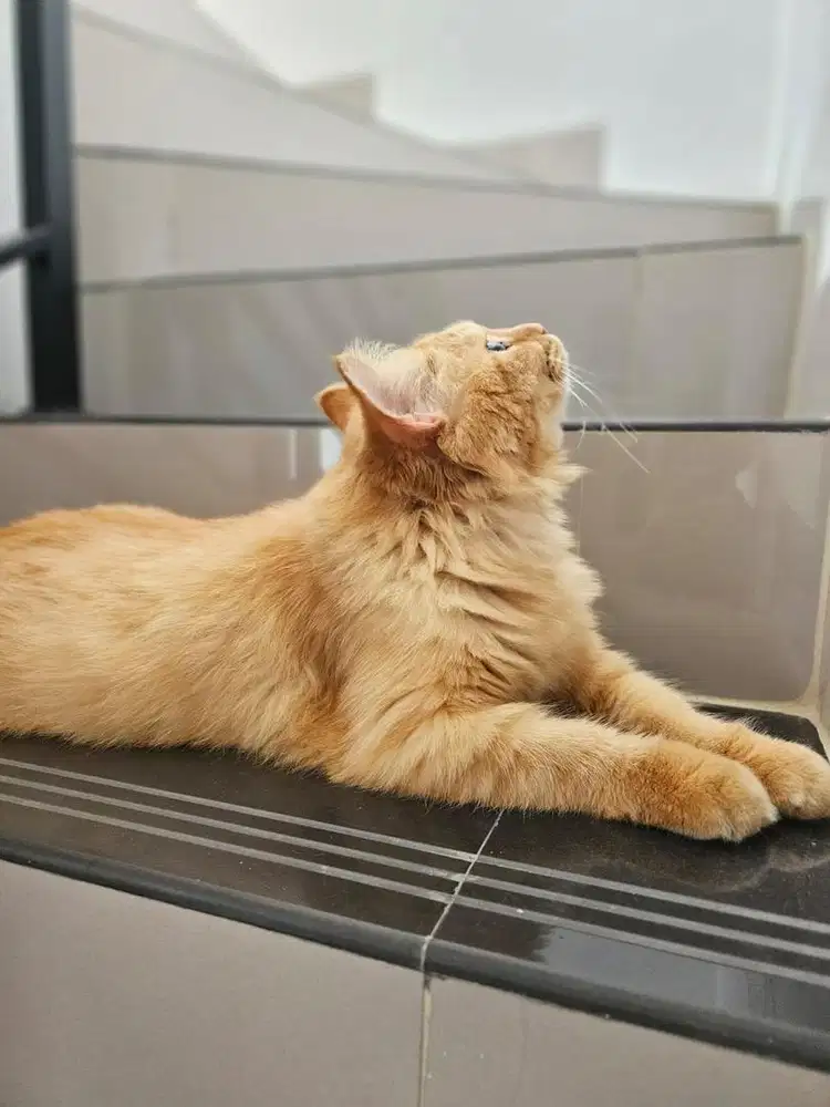 Open Adopt Kucing Domestik