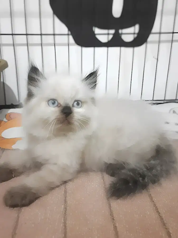 Kucing himalaya jantan