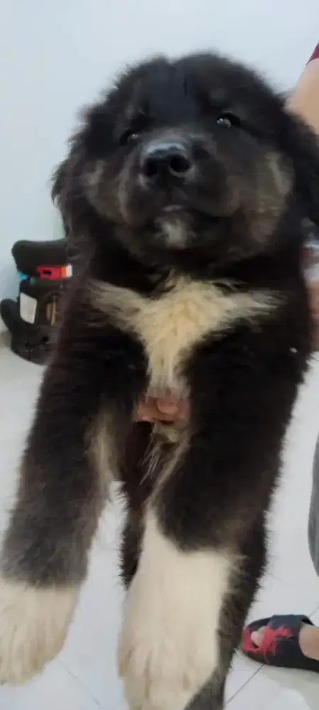 DIJUAL ANAK ANJING GOBERIAN PURE