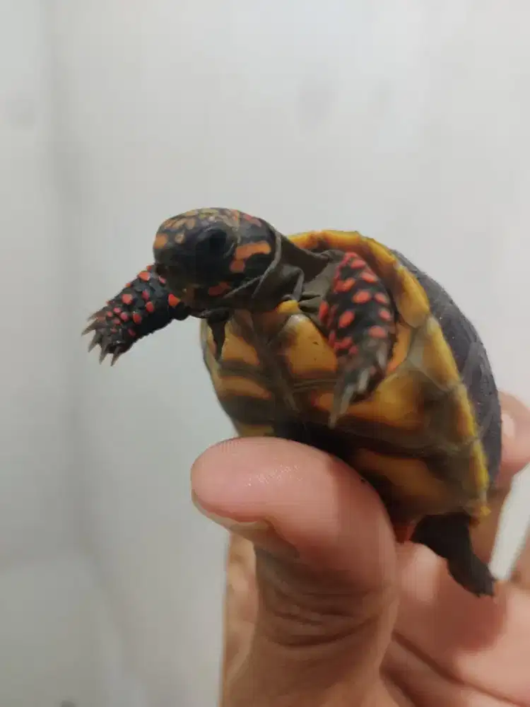 Red foot ch 6cm