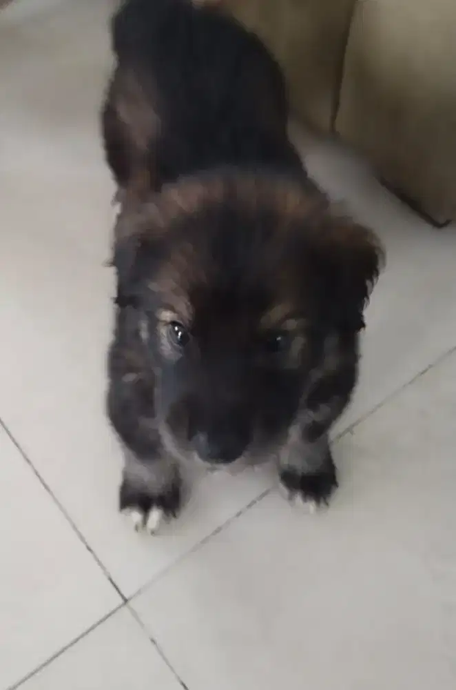 DIJUAL ANAK ANJING GOBERIAN PURE