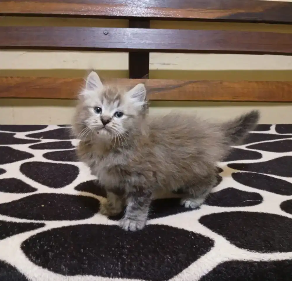 Kucing Himalaya