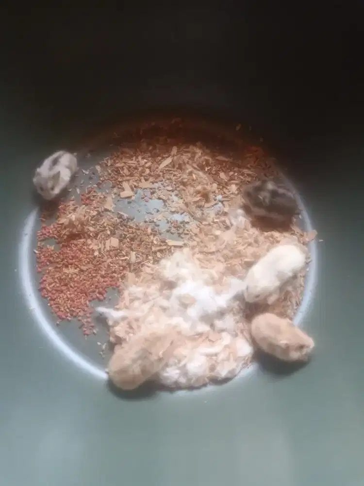 Hamster winter white