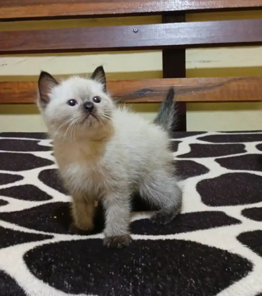 Kucing Himalaya