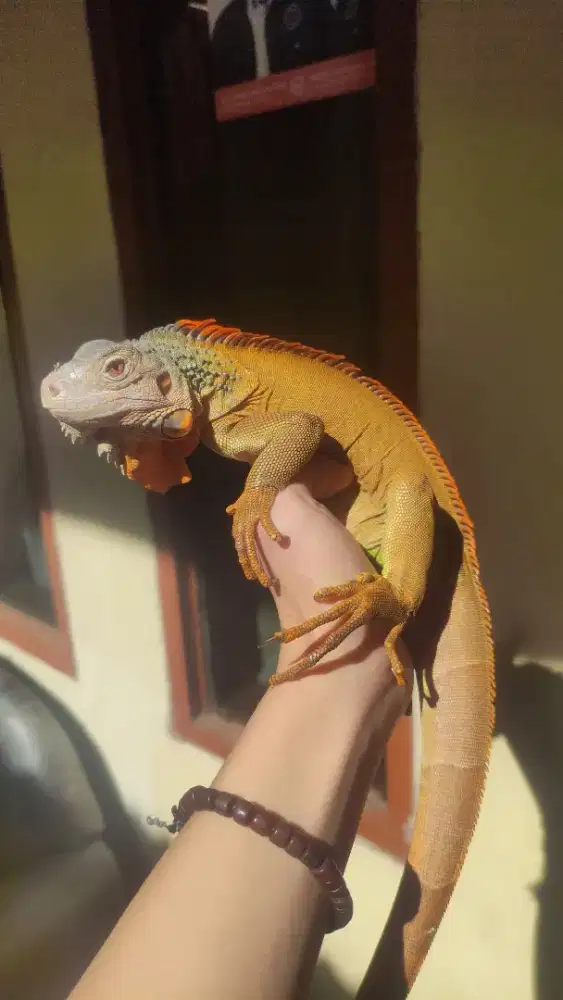 Iguana Super Red Jantan