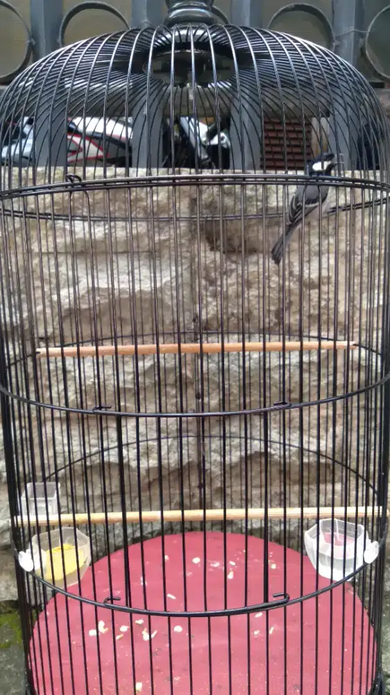 Burung Gelatik Batu Rawatan