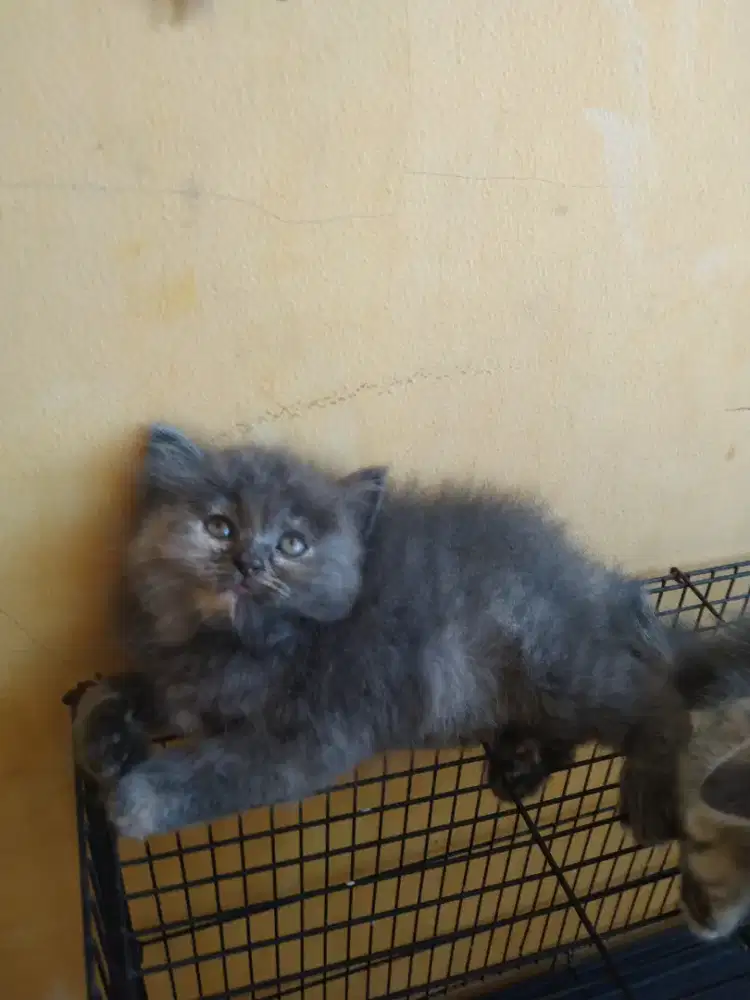 Kucing bsx mix Persia