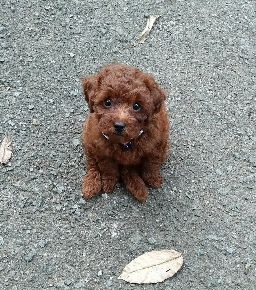 Red Toy Poodle Jantan