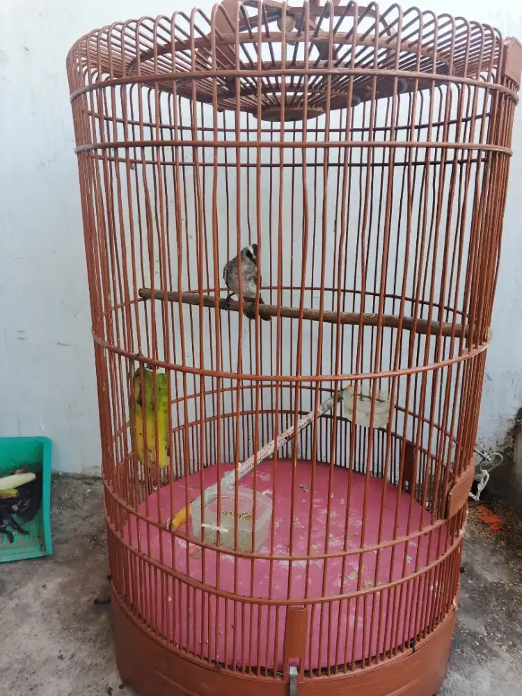 Crucuk rajin fulset