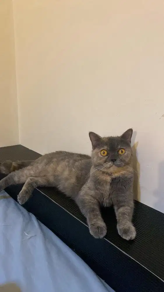 Open adopt kucing bsh pure