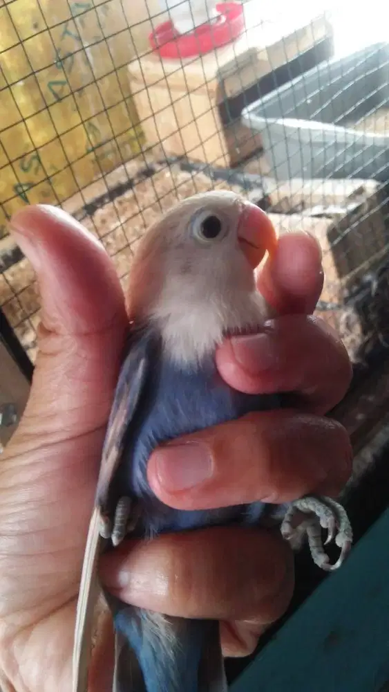 Burung loveBird Remaja