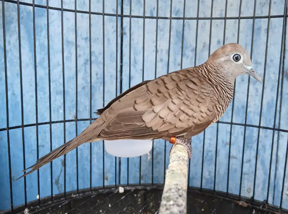 Burung perkutut lokal