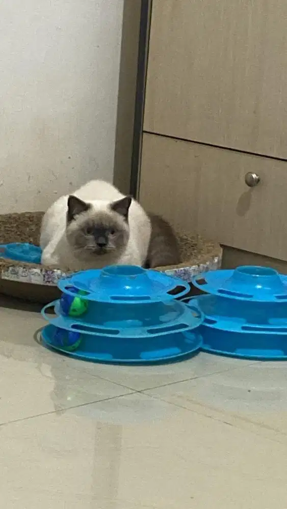 Open adopt kucing bsh pure