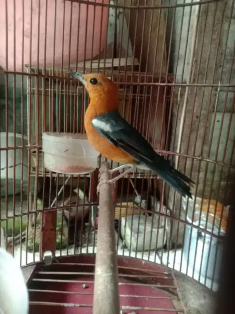 Anis merah lokal jantan