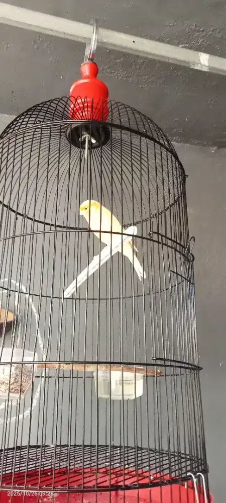 Burung Kenari AFS gacor