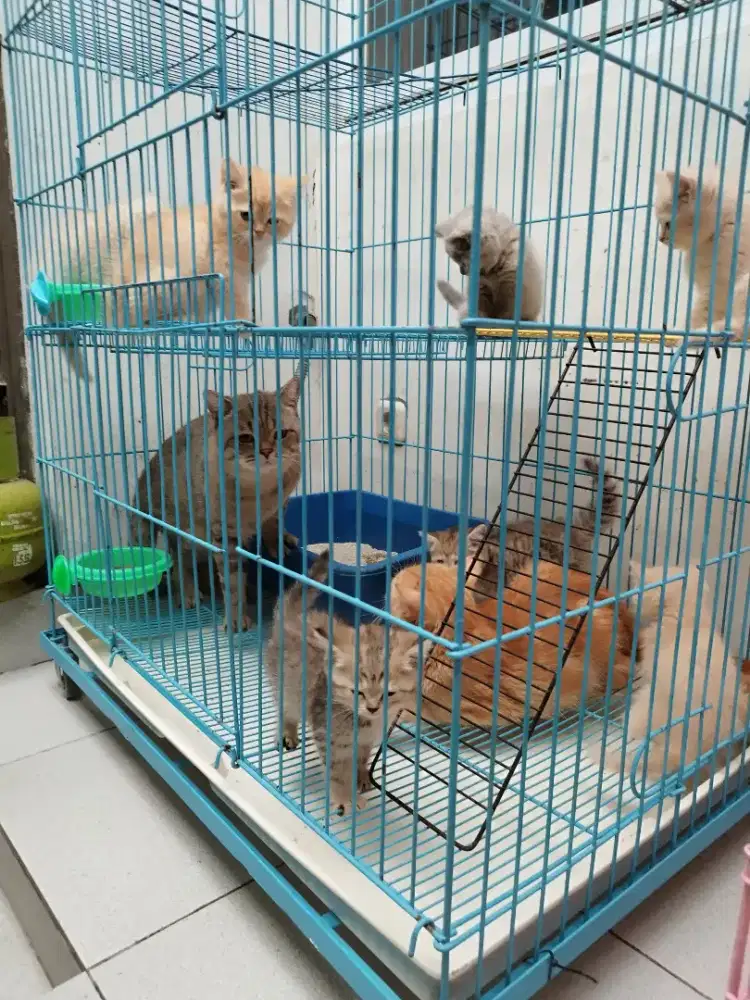 PENSIUN KUCING BSH FAMILY