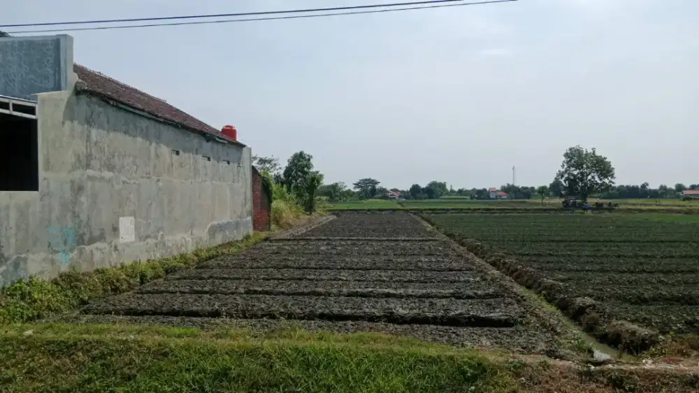 Dijual/Disewakan Sebidang Tanah/Sawah di DesaTerlangu Brebes
