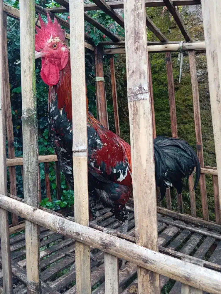 Ayam Pelung Gagah