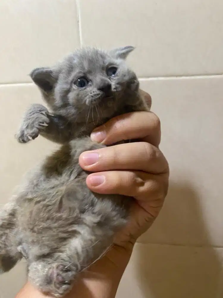Open adopt bsh pure line cinnamon
