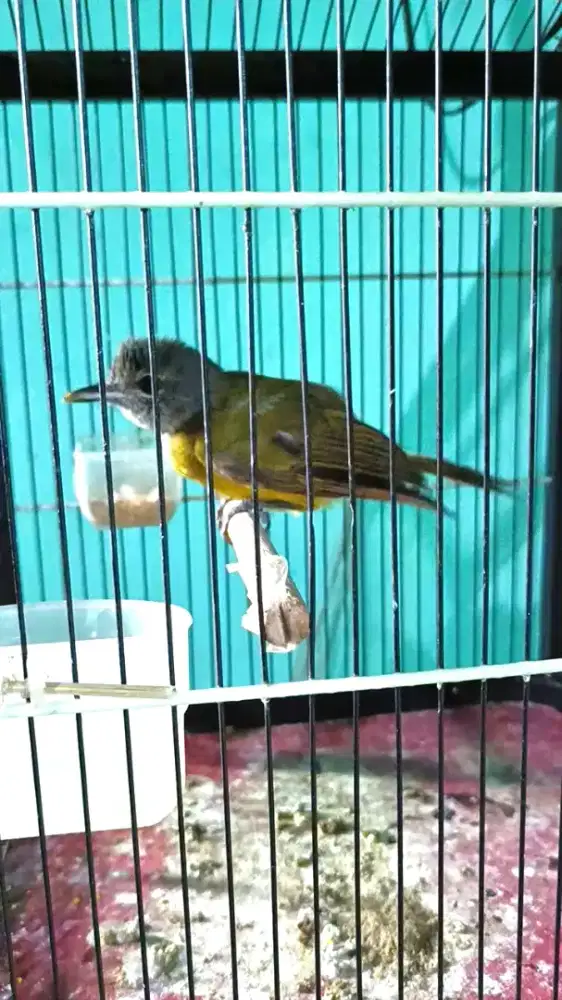Burung samyong jantan trotol