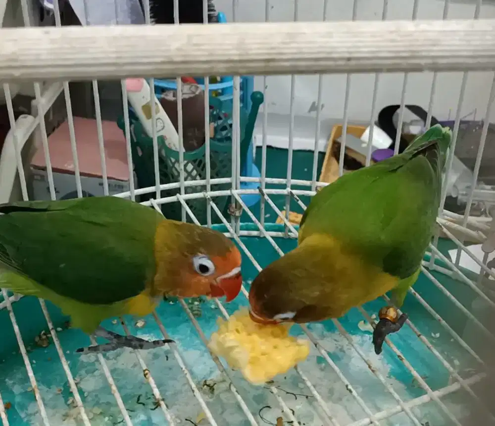 love bird lovebird Muda sepasang