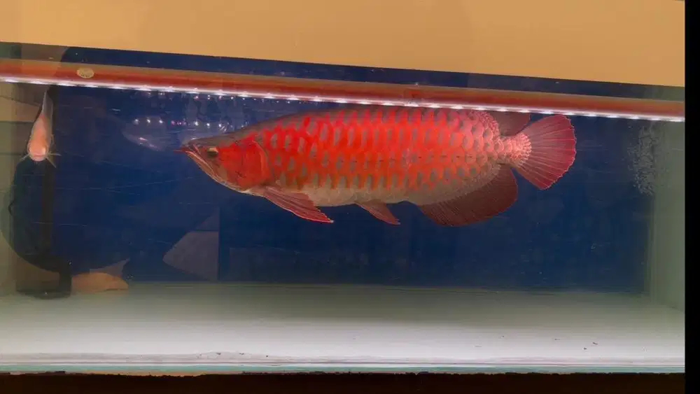 Ikan Arwana SR Super Red 55cm