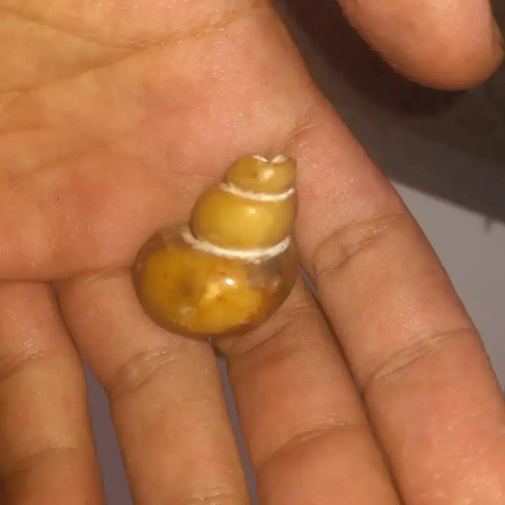 Natural keong emas fosil taksu temuan