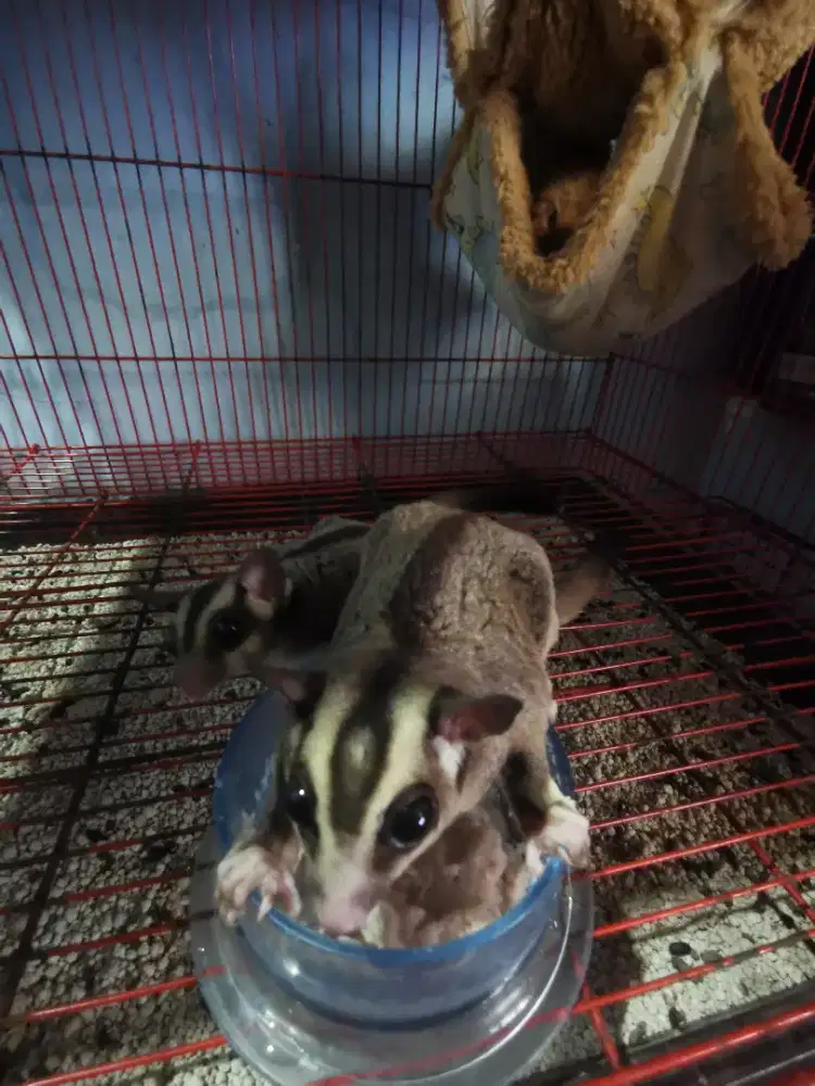 Sugar Glider CG dewasa sehat lincah