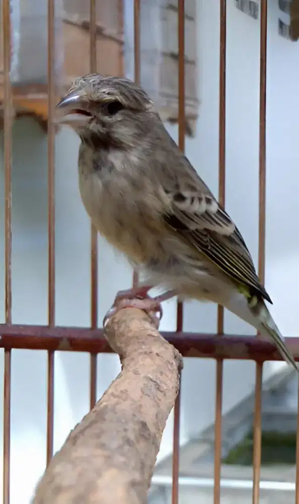 blackthroat betina