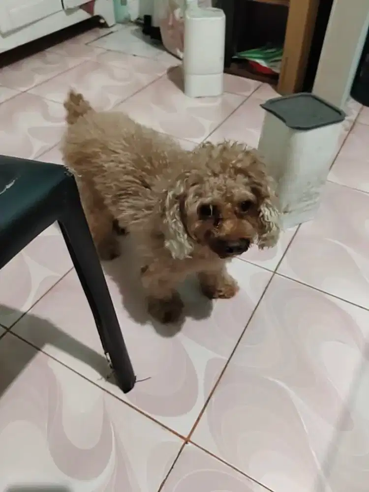 Anjing podle warna coklat