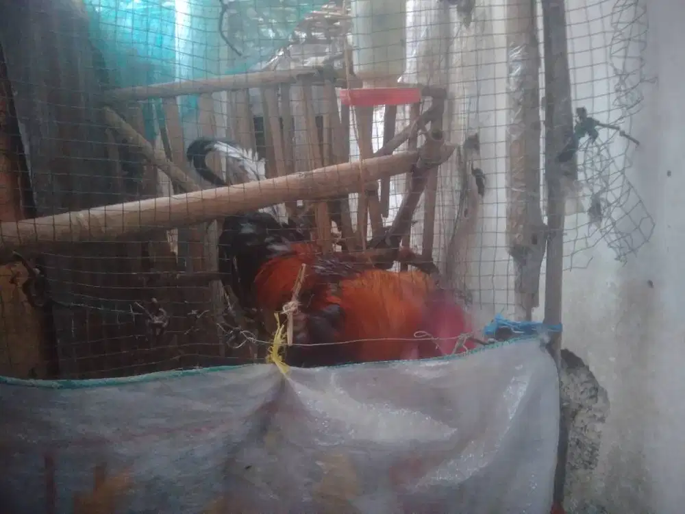 ayam pelung berkokok