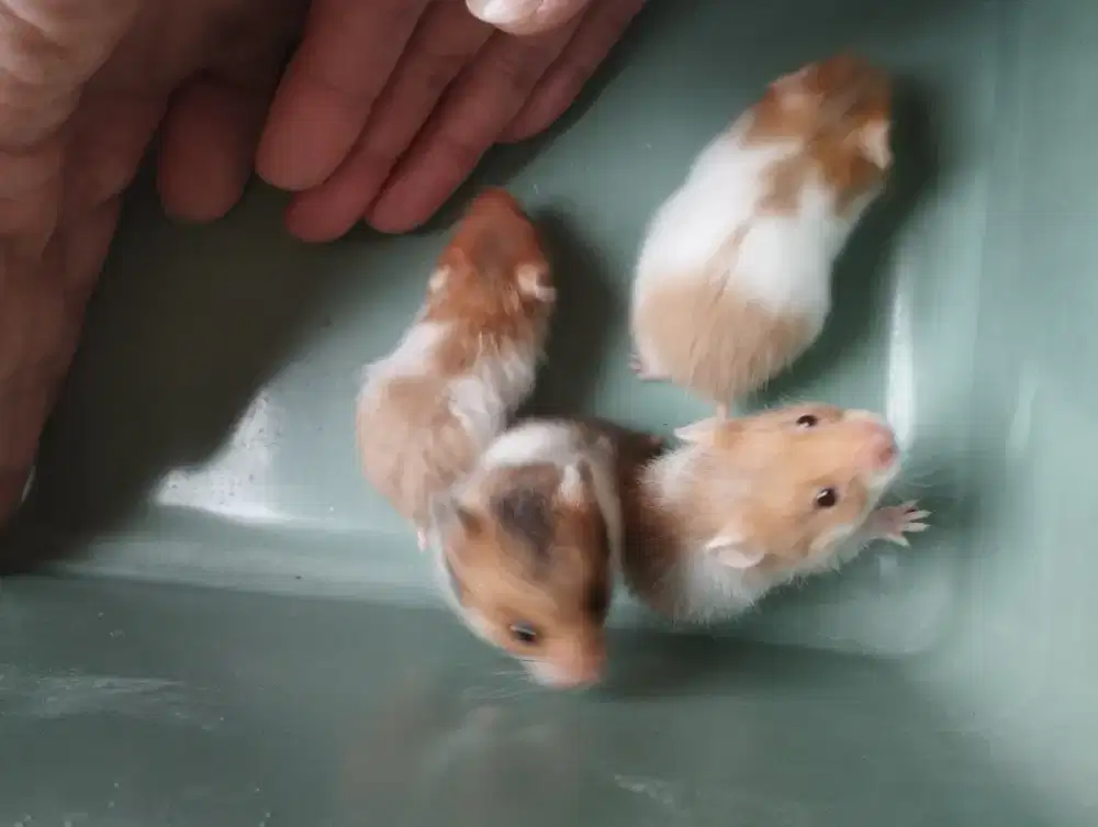 Hamster Sirian Usia 1 bulan
