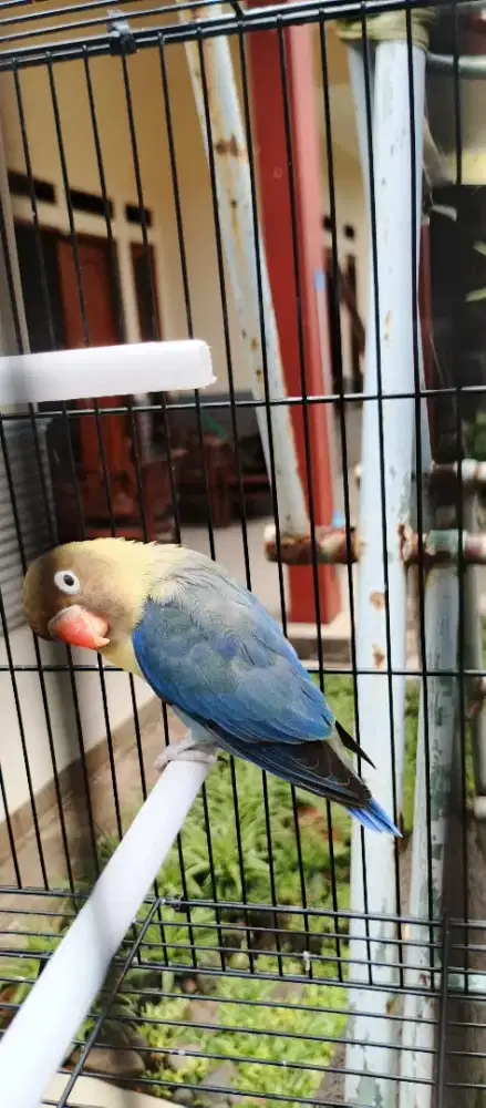 BURUNG LOVEBIRD BORONGAN