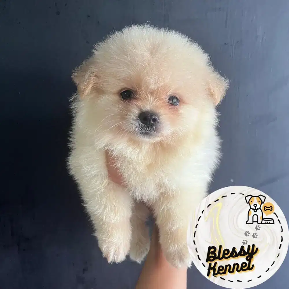 Minipom / Mini Pomeranian