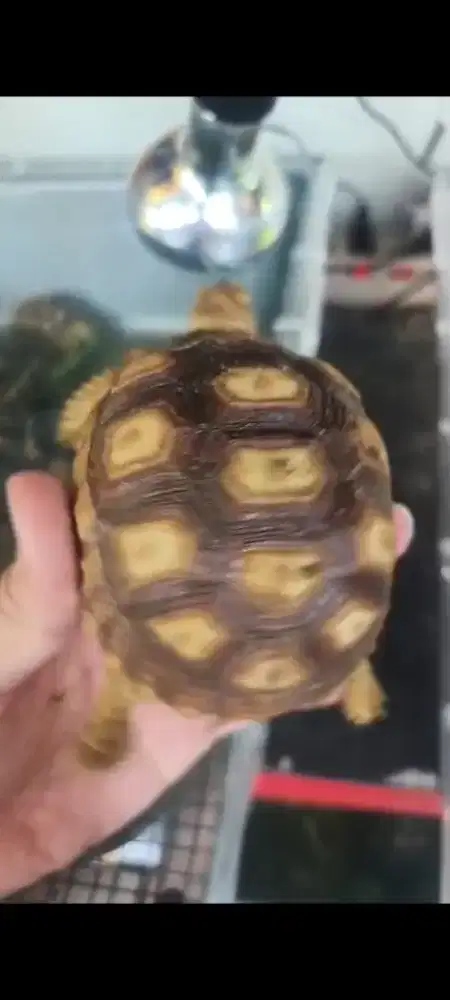 Kura sulcata bukan baby murah