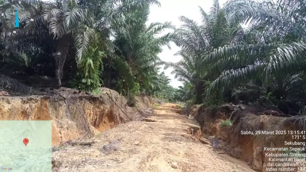 Lowongan kerja Perkebunan Kelapa Sawit Kalimantan