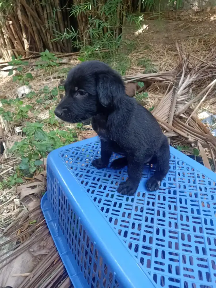 Anak anjing Labrador campuran kintamani