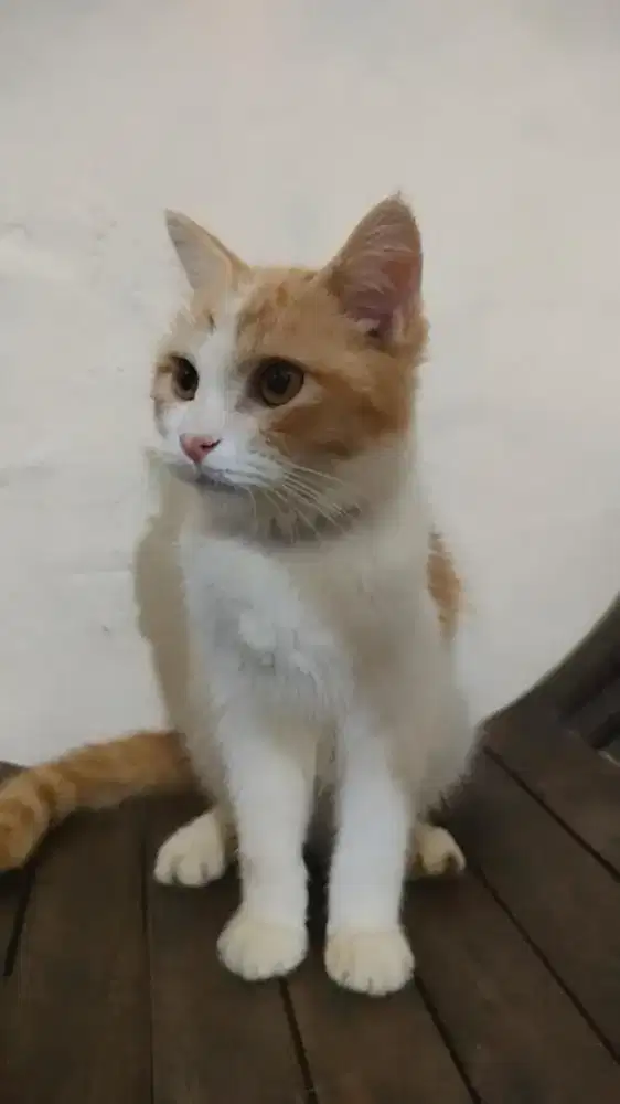 Open adopsi ganti mahar pangan aja 500k