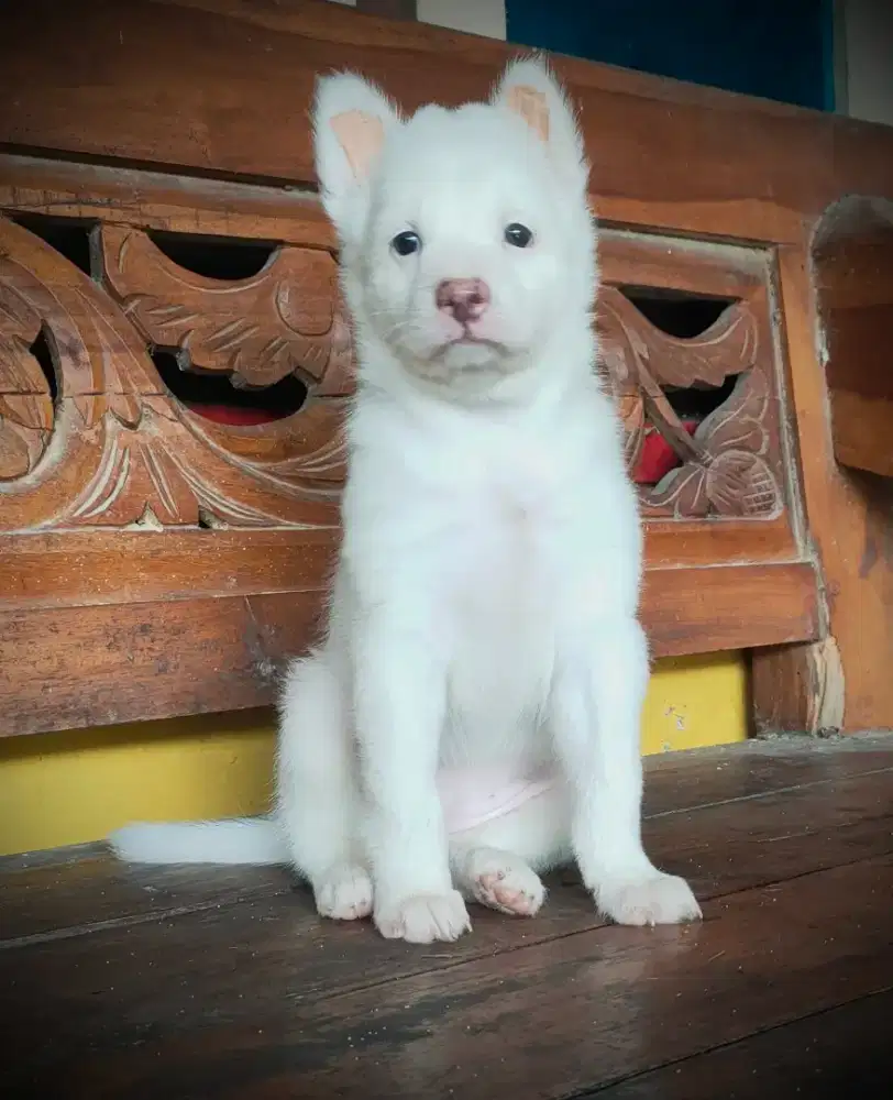 anak anjing golden X