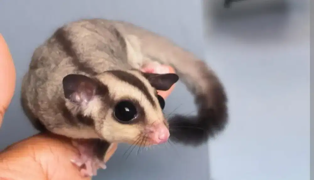 Dijual sugar glider ( clasic grey )