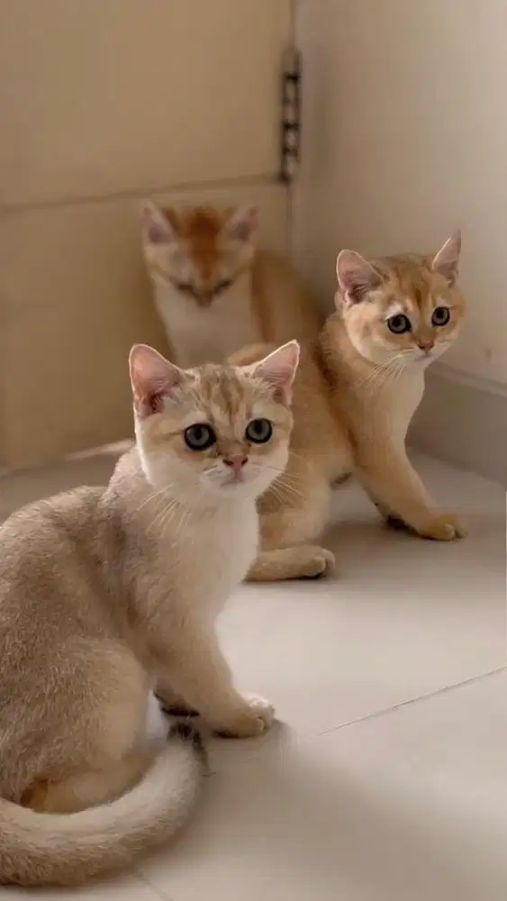 British Shorthair golden ny12