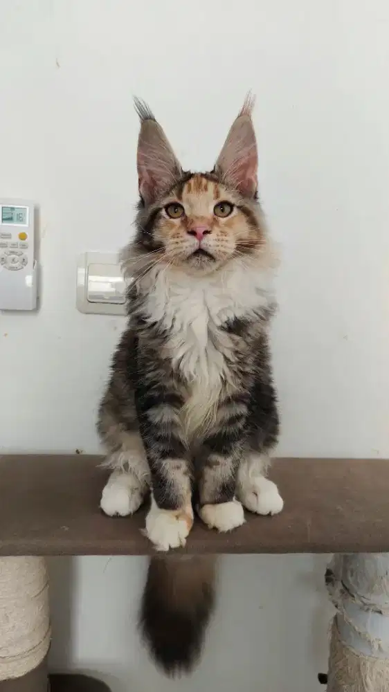 Kucing mainecoon